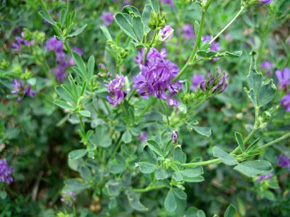 alfalfa lucern